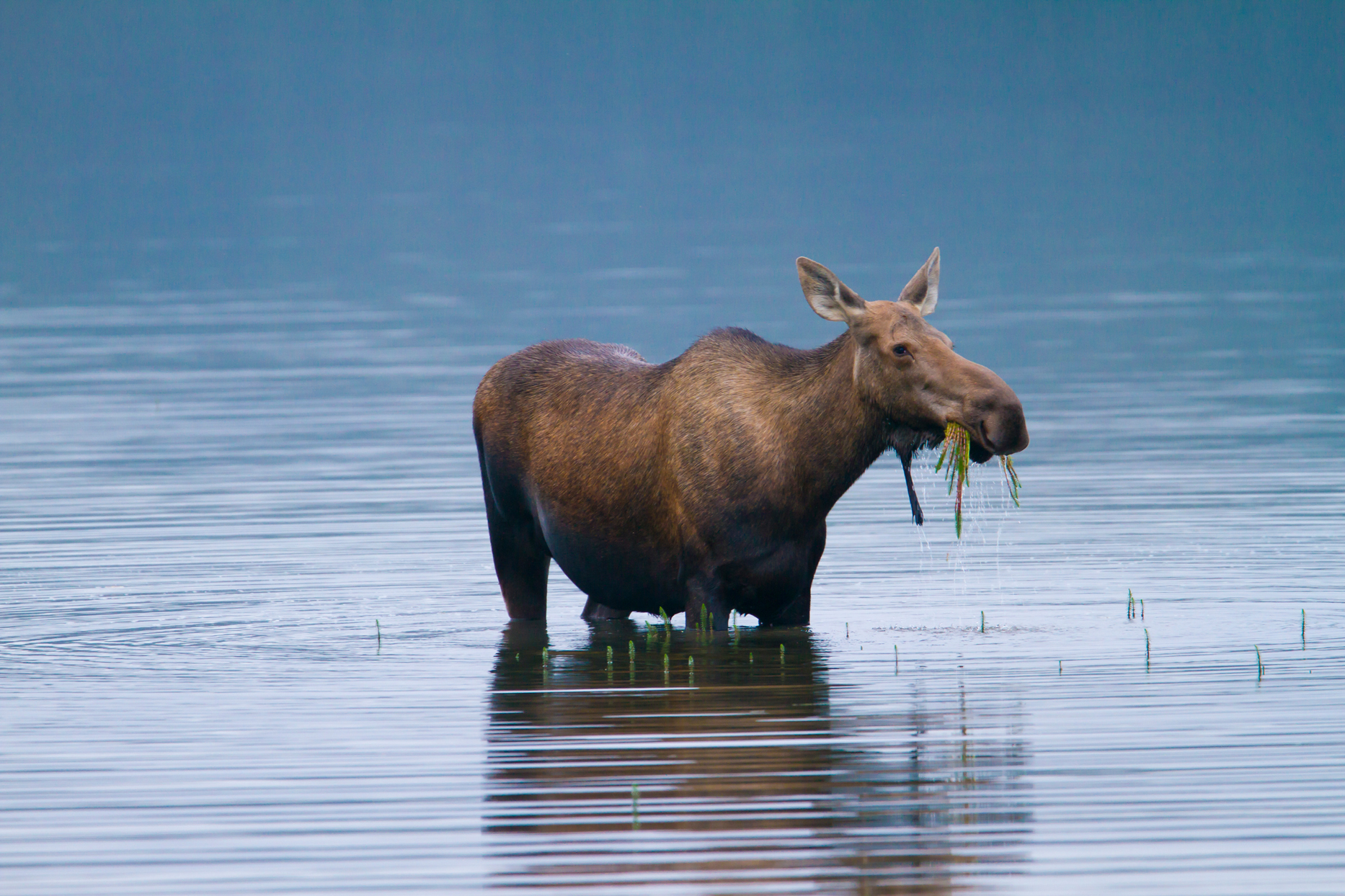 Denali National Park, Alaska, cow moose feeding in Wonder Lake