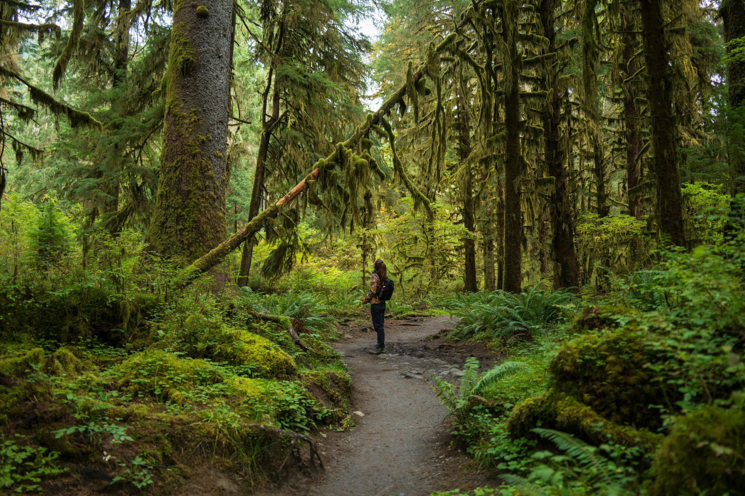 Experience the serenity of a lone hiker in the lush Hoh Rainforest, Olympic National Park.