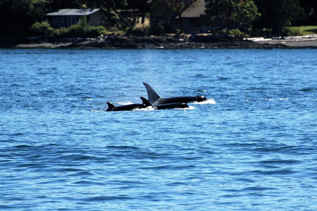 orca, whale, killer whale, ocean, nature, swim, marine mammals, whale watching, tourism, nature observation, coast, northwest, puget sound, orca, orca, orca, orca, orca, killer whale, killer whale, puget sound, puget sound, puget sound